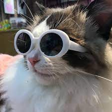 Lentes de sol Vintage para gatos